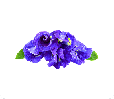 Butterfly Pea Flower