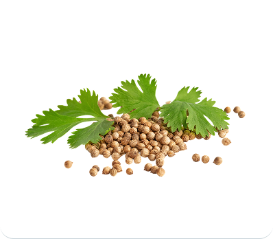 Coriander Seeds