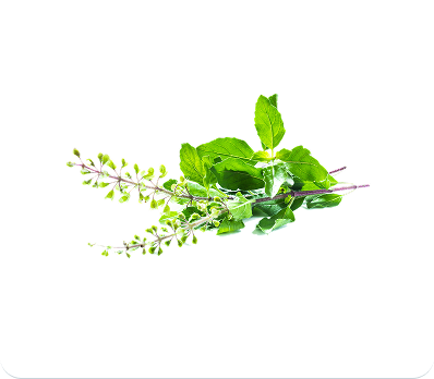 Tulsi (Holy Basil)