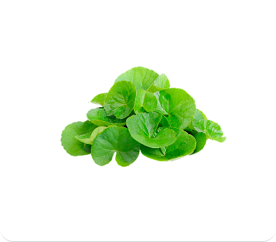 Gotu Kola