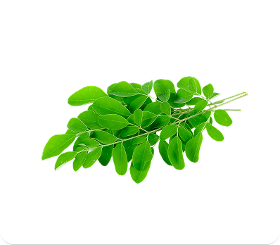 Moringa Leaves